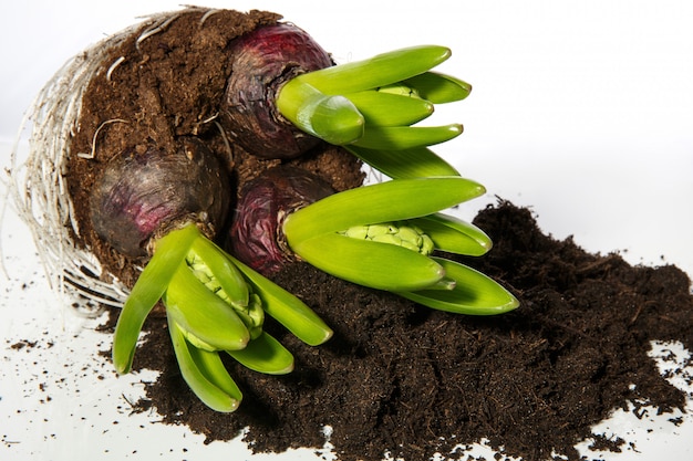 Isolated Hyacinthus Flower bulbs