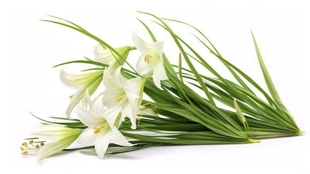 Isolated Hymenocallis littoralis blooms on a pristine white surface