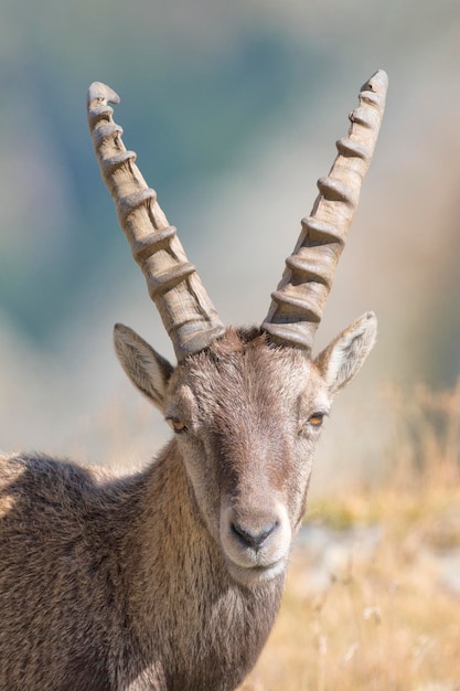 An isolated ibex deer long horn sheep close up portrait on the brown and rocks background in Italian Dolomites