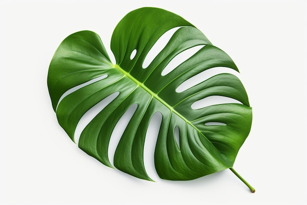 isolated illustration of tropical monstera leaf png white background