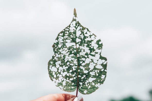 Isolated image of an actinidia leaf with holes eaten by caterpillars