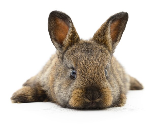 Isolated image of a brown bunny rabbit