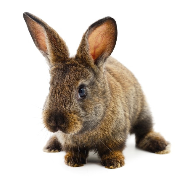 Isolated image of a brown bunny rabbit