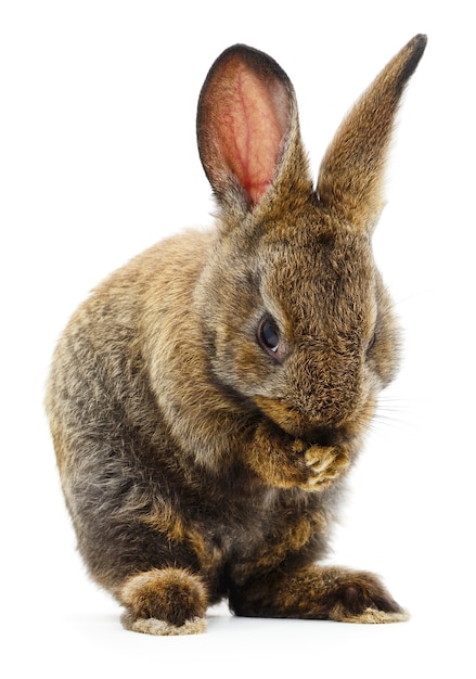 Isolated image of a brown bunny rabbit