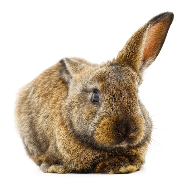 Isolated image of a brown bunny rabbit