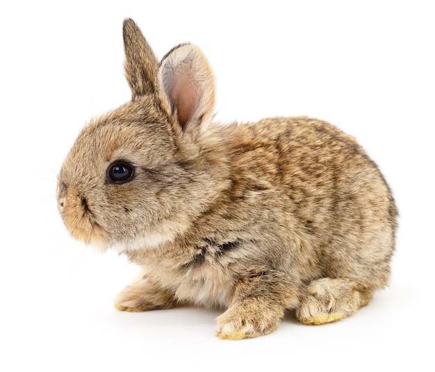 Isolated image of a brown bunny rabbit