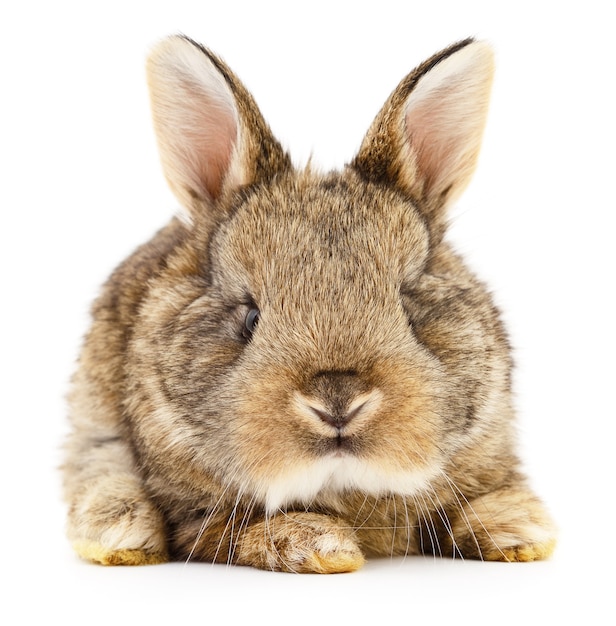 Photo isolated image of a brown bunny rabbit