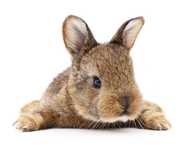 Isolated image of a brown bunny rabbit