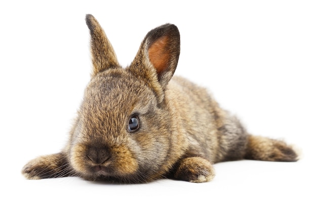 Isolated image of a brown bunny rabbit.