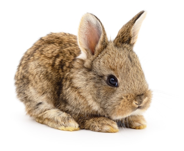 Isolated image of a brown bunny rabbit.