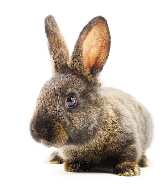 Isolated image of a brown bunny rabbit.