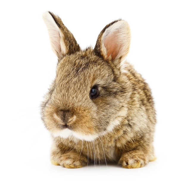 Isolated image of a brown bunny rabbit.