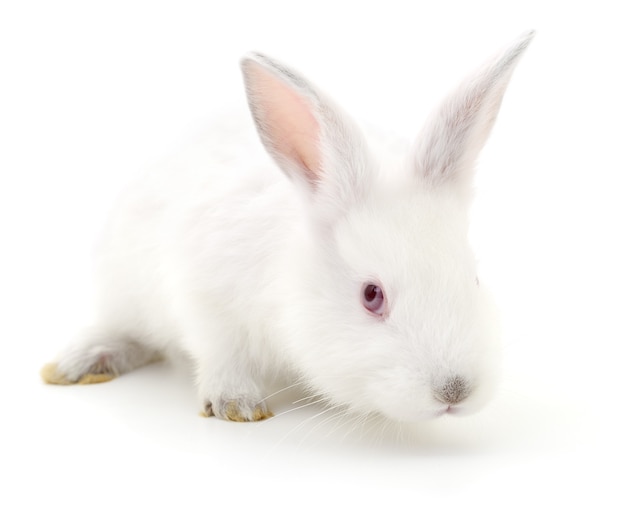 Фото Изолированное изображение белого кролика кролика.