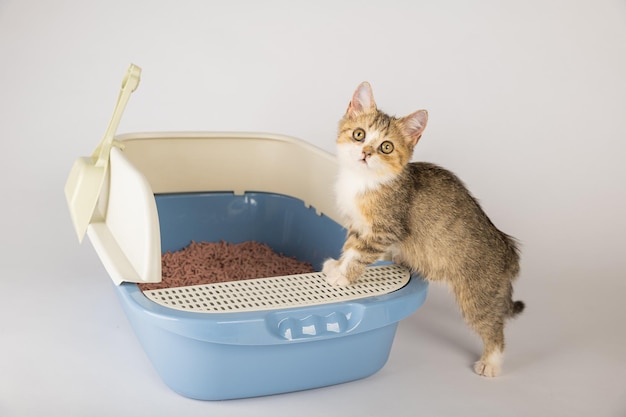 Photo isolated image showcases a cat in a litter box underscoring the significance of animal care and hygiene the designated cat tray serves as the felines toilet in this clean controlled environment