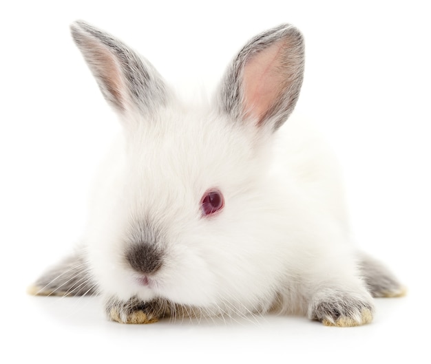 Isolated image of a white bunny rabbit 