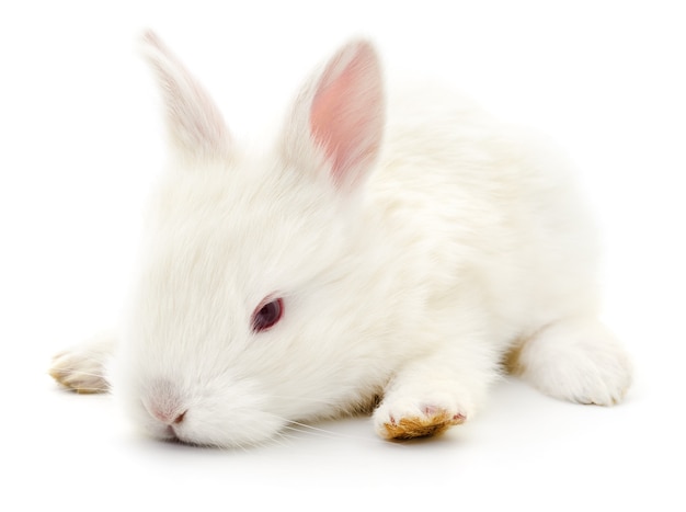 Isolated image of a white bunny rabbit