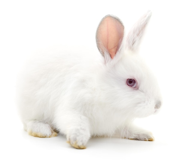 Изолированное изображение белого кролика кролика