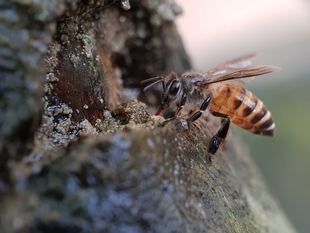 写真 緑色の自然の昆虫、マクロ写真