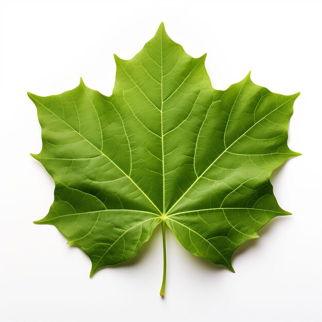 Isolated of an Ivy Leaf With Lobed Edges on White B Leaf Decoration on White Background