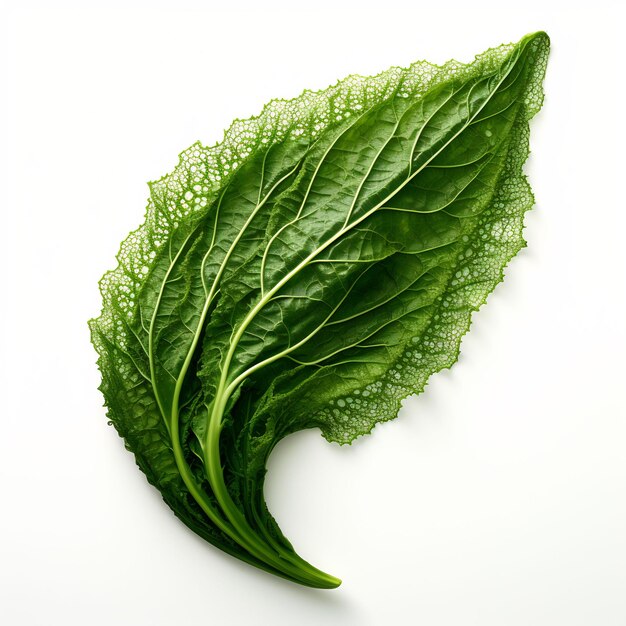 Isolated of a Lacy Carrot Leaf on White Background Leaf Decoration on White Background