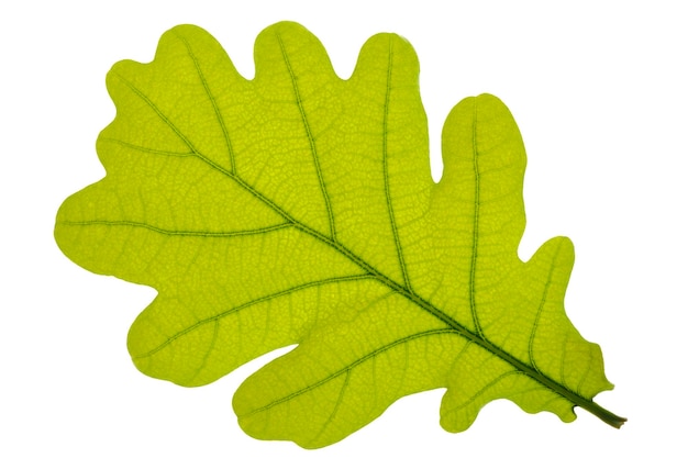 Photo isolated leaf of oak tree