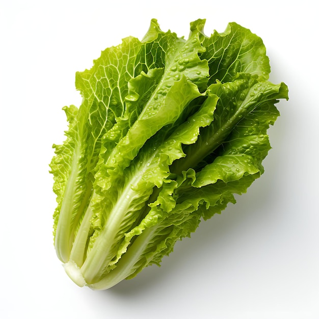 Изолированный салат-латук с пышной и листовой текстурой Le Top View, снятый на белом фоне
