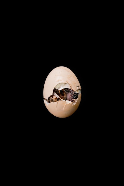 Isolated the little chick is hatching from inside the egg black background Clipping Paths