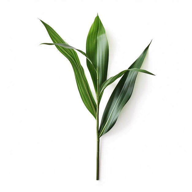 Isolated of a Long Spear Shaped Dracaena Leaf on Wh Leaf Decoration on White Backgroun