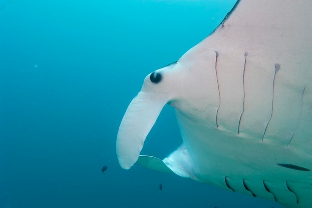 An isolated Manta in the blue sea background