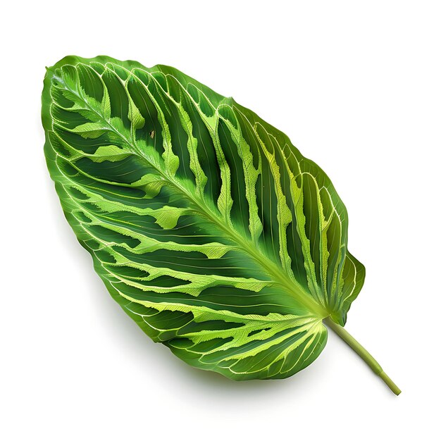 Photo isolated maranta leaf with oval patterned leaf shape and bright green on clean background clipart