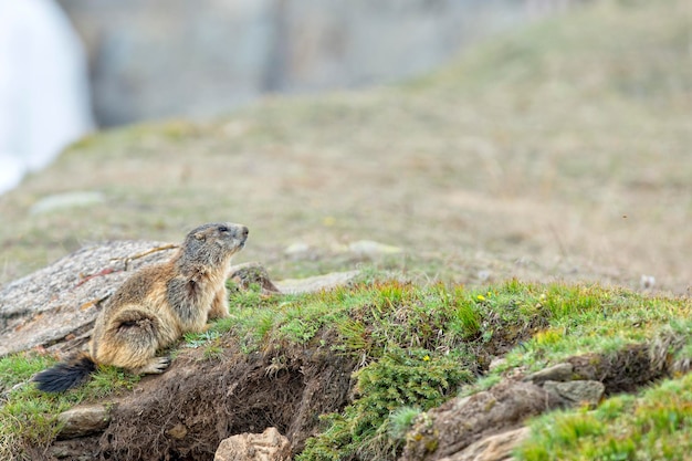 Isolated marmot portrait ground hog on mountain background