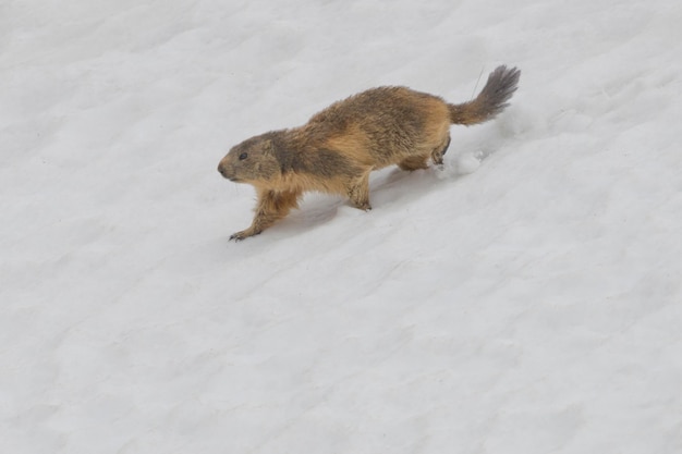 Isolated Marmot while running on the snow background in winter