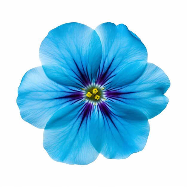 Isolated Mini Blue Flower