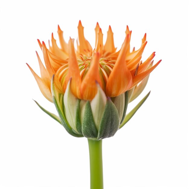 Photo isolated mini orange flower