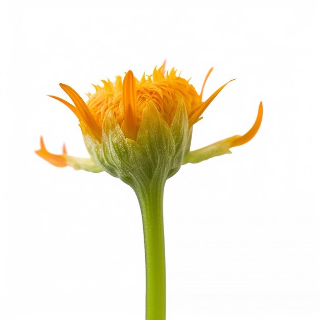 Isolated Mini Stalk Orange Flower on Clear Background