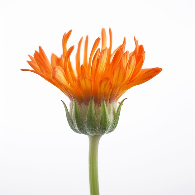 Isolated Mini Stalk Orange Flower