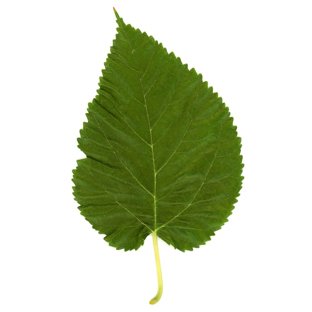 Isolated mulberry leaf