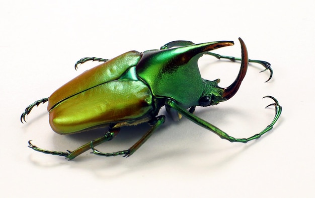 Isolated multicolor flower beetle Theodosia rodriguesi on white close up macro, Collection beetles.