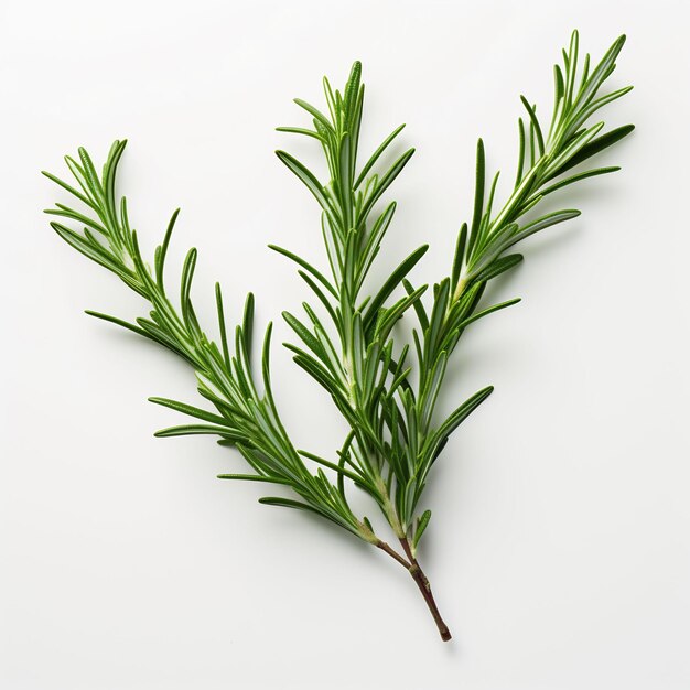 Isolated of a Needle Like Rosemary Leaf on White Ba Leaf Decoration on White Background