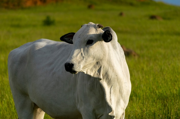 Bovini nelore isolati al pascolo della fattoria