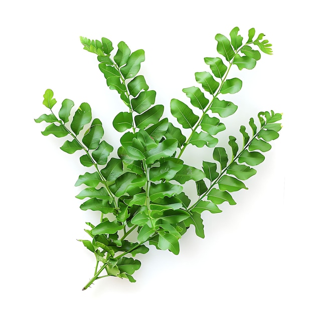 Isolated Nephrolepis Leaf With Frond Like Leaf Shape and Light Green on Clean Background Clipart