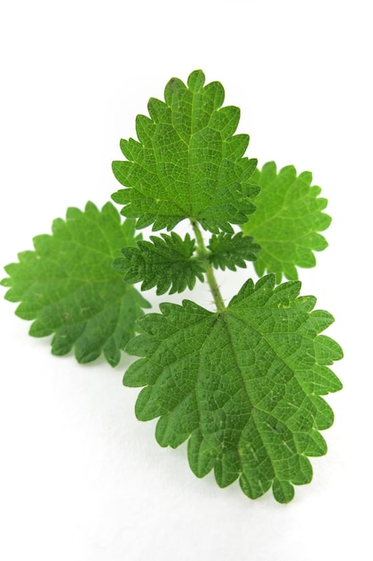 Isolated nettle leaves on a white background
