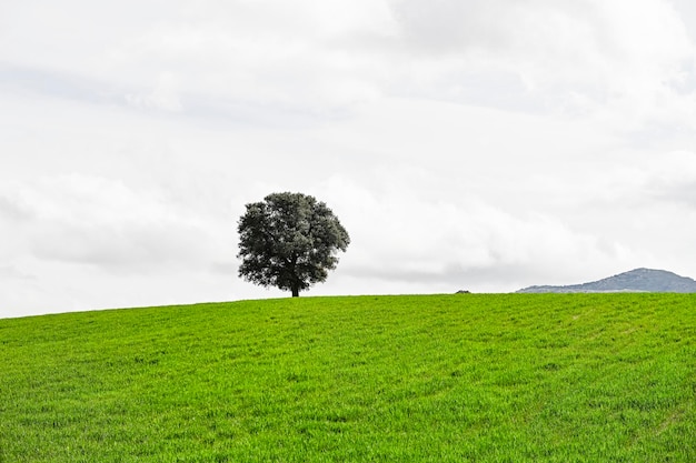 Isolated oak in a cereal field