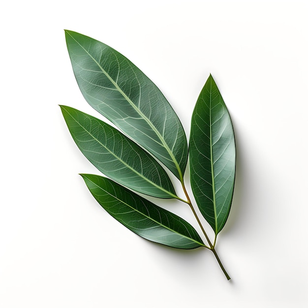 Isolated of Oleander Leaf Showcasing Its Leathery Surface an Top View on White Background