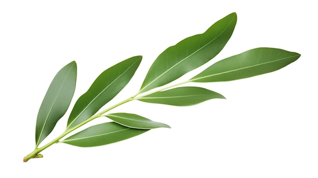 Isolated Olive Branch on White Background