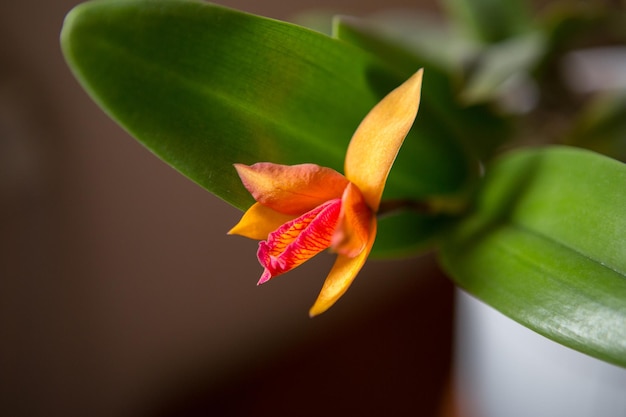 isolated orange flower of a rare orchid flower