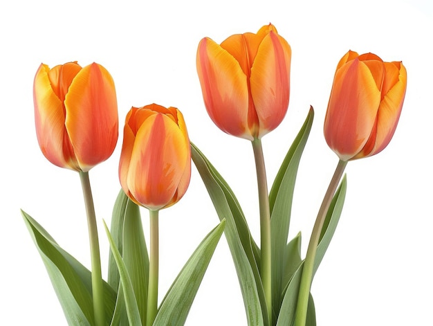 Isolated Orange Tulips on White Background Beautiful Spring Bouquet