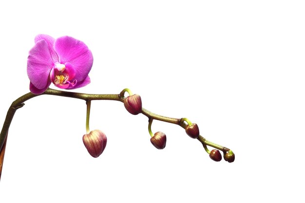 Isolated orchid flower in very peri color