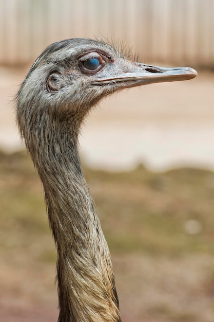 Isolated ostrich head detail while looking at you