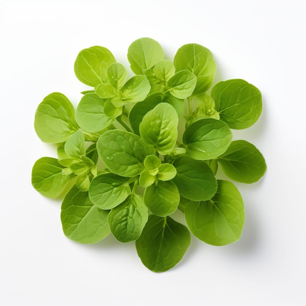 Isolated of an Oval Shaped Oregano Leaf on White Ba Leaf Decoration on White Background